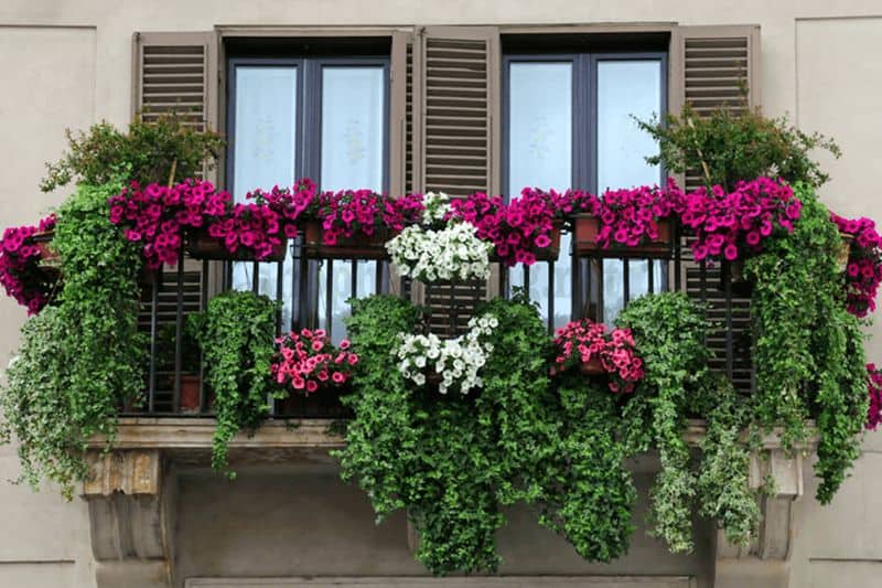 Trồng hoa trên ban công
